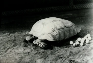 Uma tartaruga Spurred sulcada ou africana com seus ovos no jardim zoológico de Londres, em julho de 1922